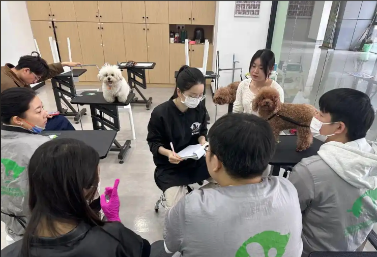 南京市宠物美容培训宠物美容培训学校 - 价格